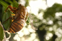 夏の点描　抜け殻