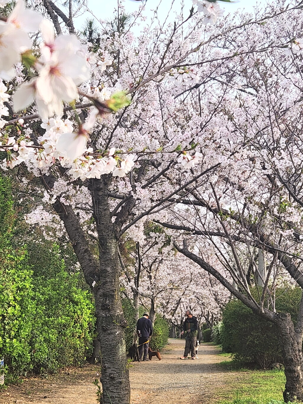 今朝の桜づつみ回廊