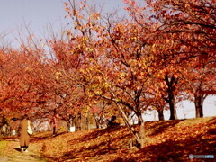 桜回廊の晩秋　➁