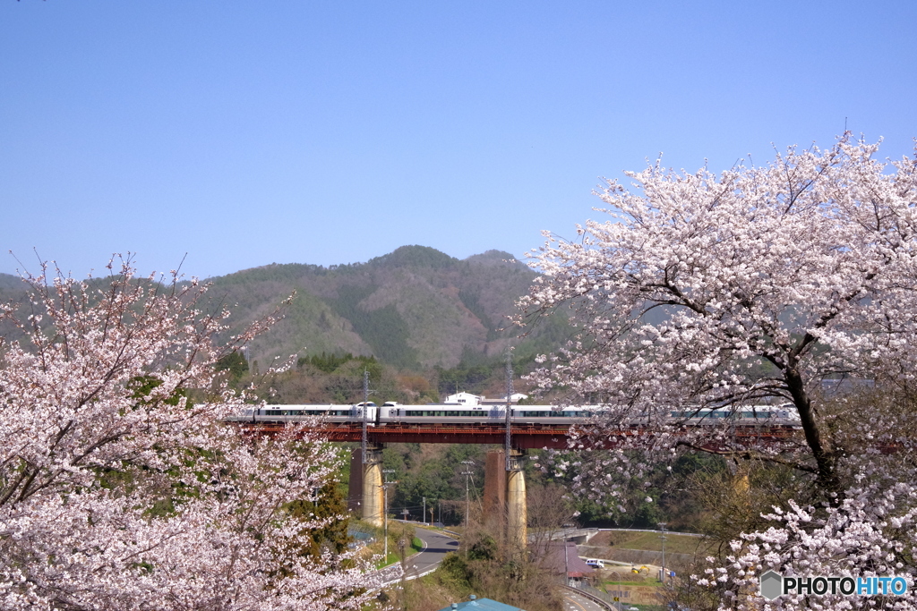 桜舞台
