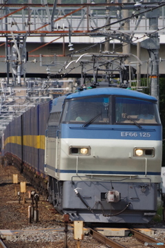カンガルー便