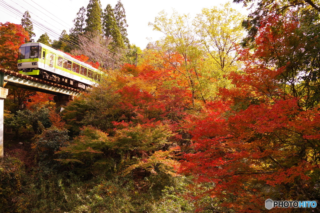 叡電　定番の構図
