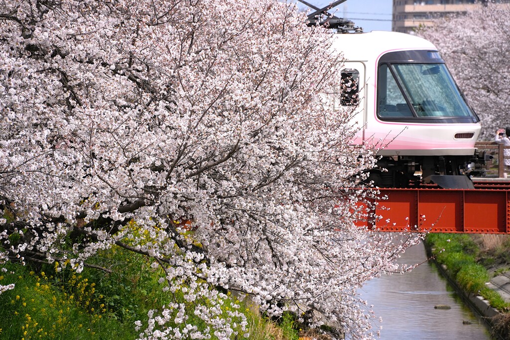 桜と特急「さくらライナー」
