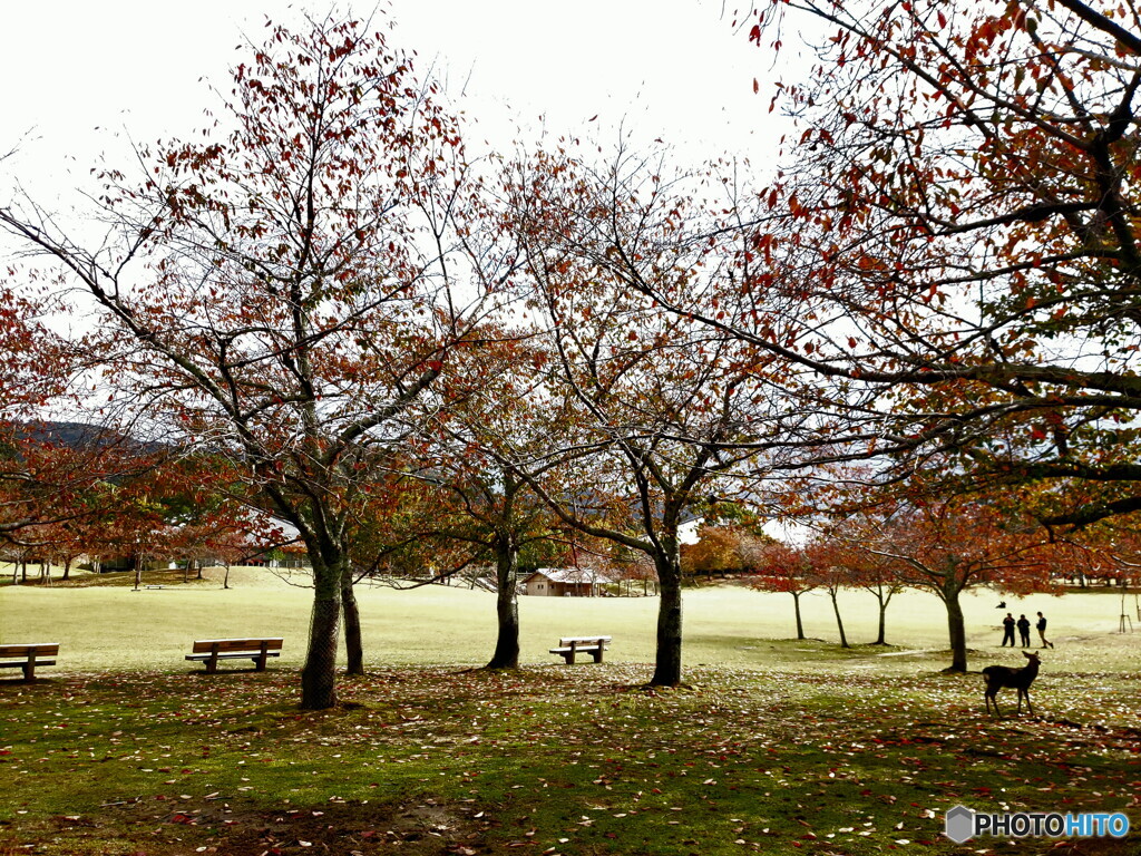 奈良公園