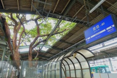 駅を貫通する大クスノキ