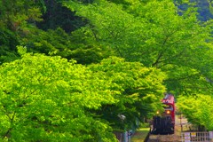 新緑のトンネル