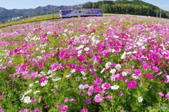 秋桜　×　フッシュアイ