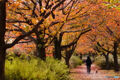 桜回廊　立冬