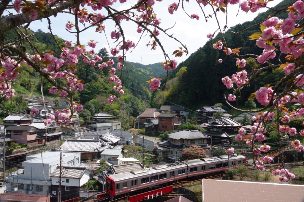 八重桜咲く頃