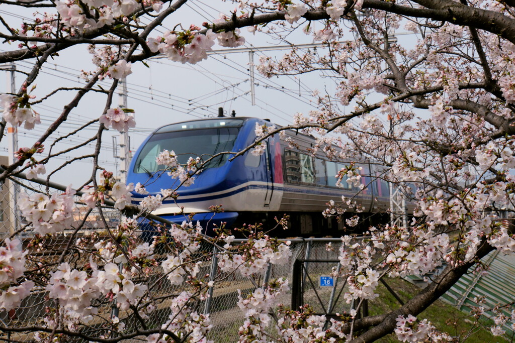 桜の額縁　その2
