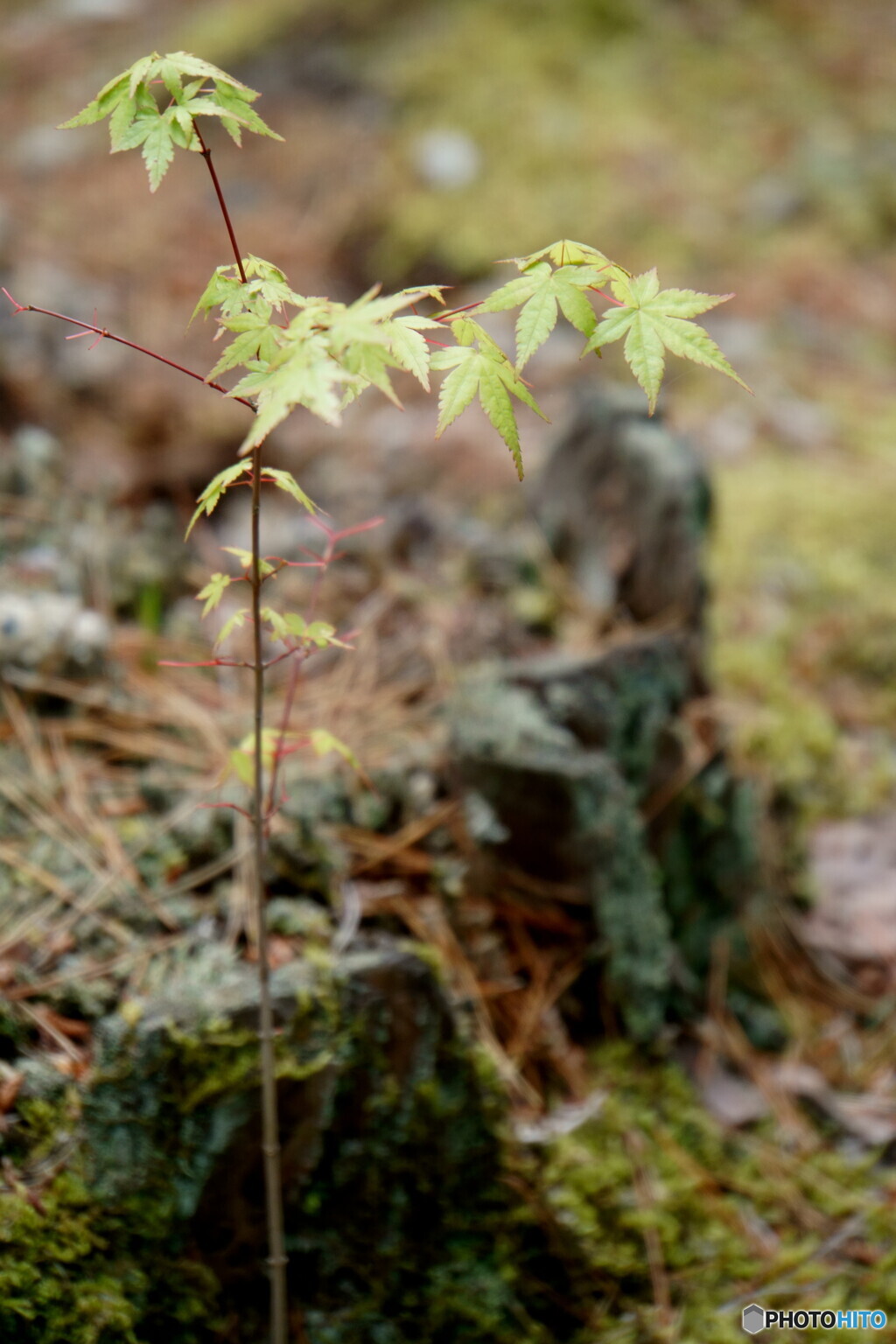 苔と青モミジ