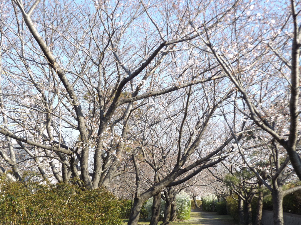 定点観測3／31①