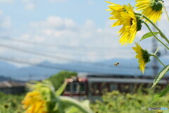 小さな侵入者