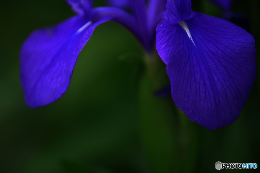 花音痴でも花を撮る　21－③