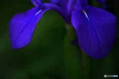 花音痴でも花を撮る　21－③