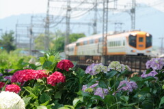 紫陽花とビスタカー