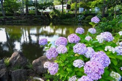 紫陽花が咲く池