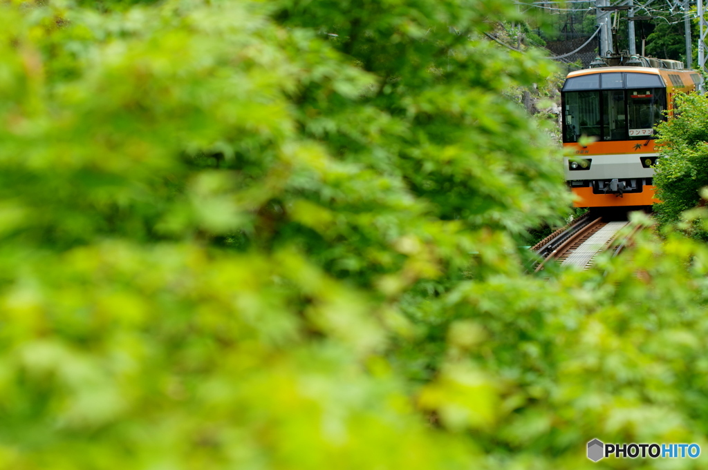 緑の中の紅きらら