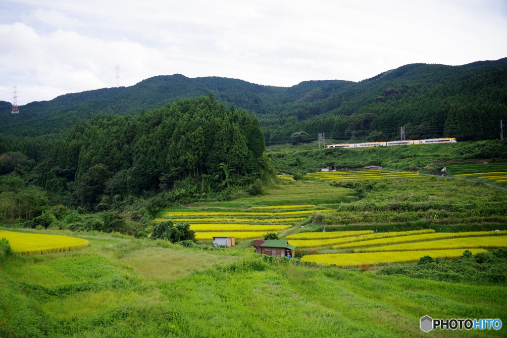 棚田の初秋景色