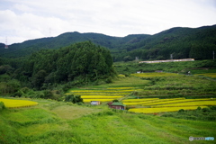 棚田の初秋景色