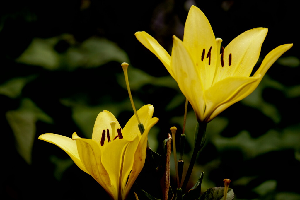 兄弟のせいくらべ