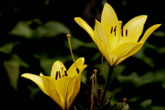 兄弟のせいくらべ