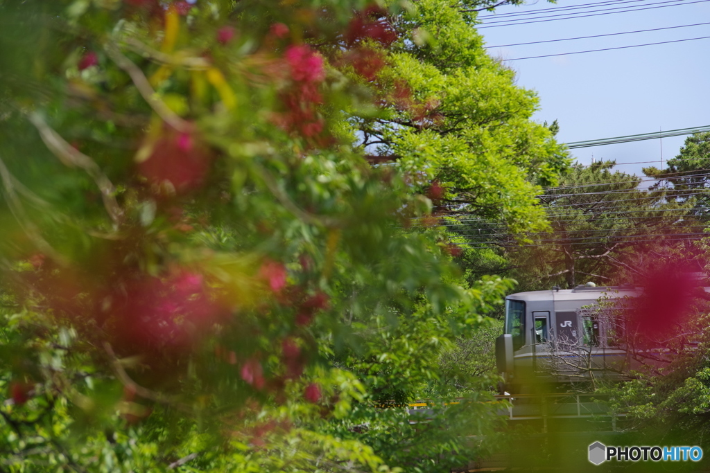 夙川　夾竹桃