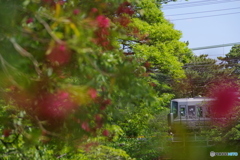 夙川　夾竹桃