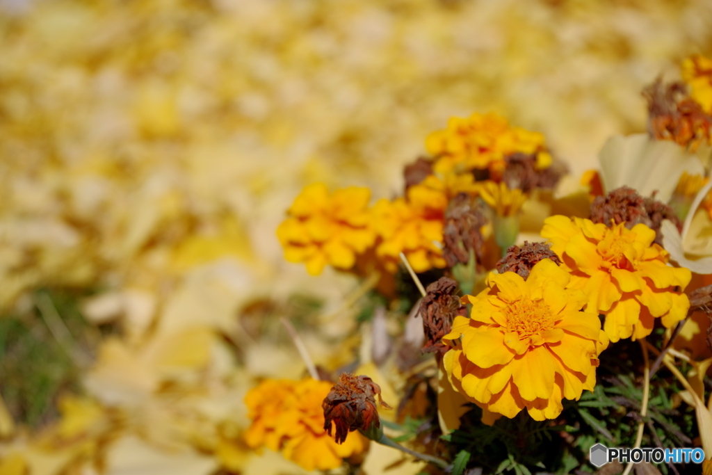 花音痴でも花を撮る
