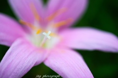 蕊を撮る