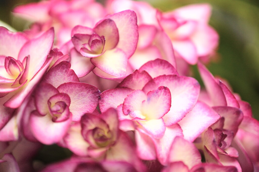 ミスサオリという名の紫陽花