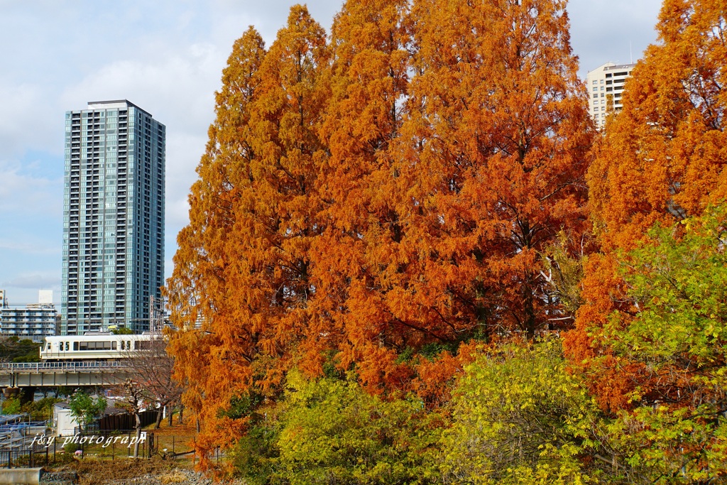メタセコイアの色付く頃