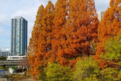 メタセコイアの色付く頃