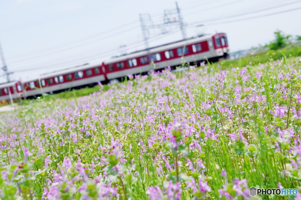 お花畑を走る