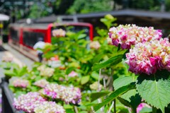 紫陽花の咲く駅