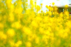 春の河川敷にて