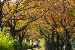 桜づつみ回廊の秋