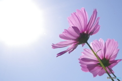 太陽に向かって