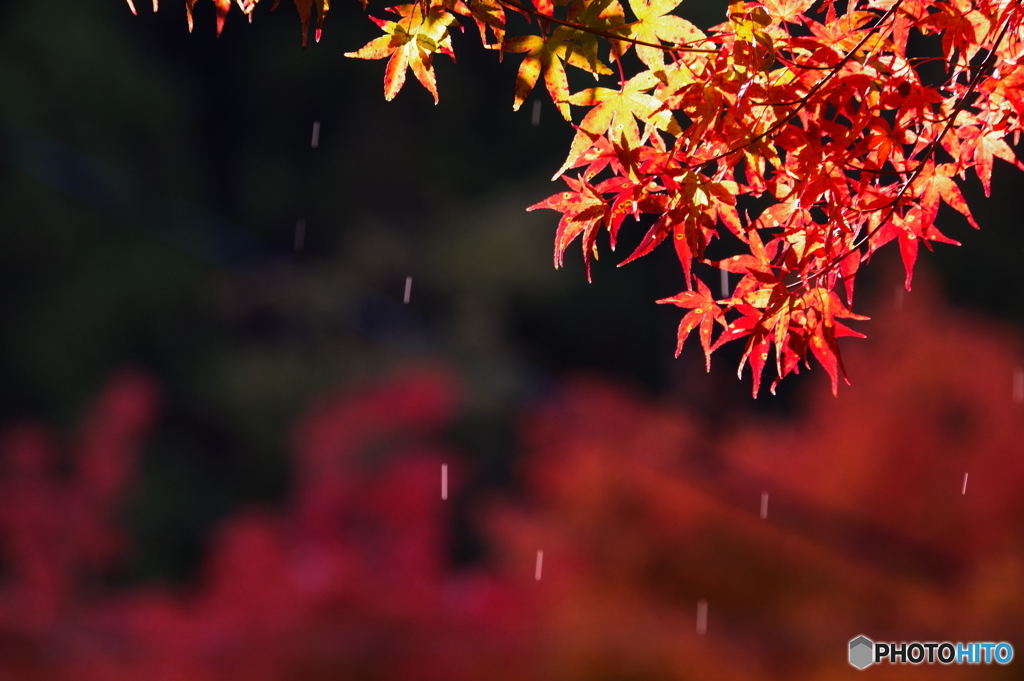 露雫
