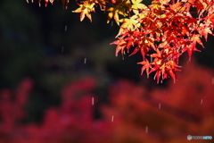 露雫