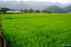 葉月　播磨路