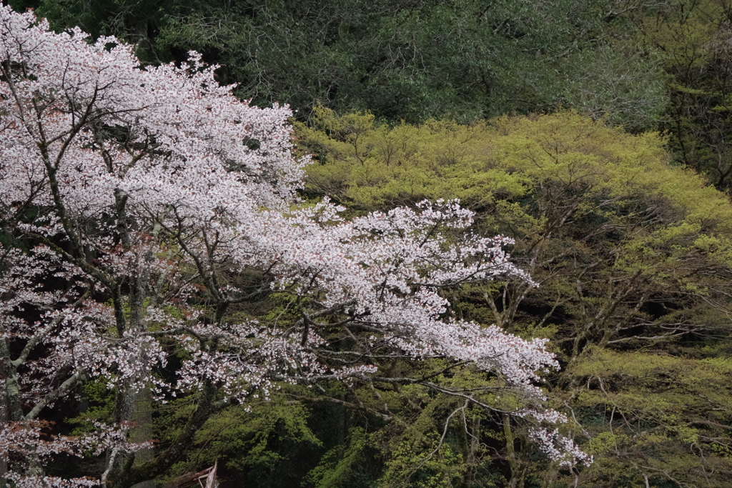 桜から緑へ