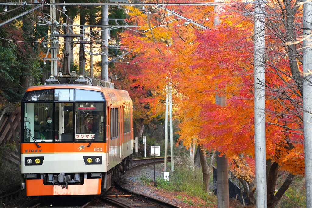 赤きららと赤モミジ