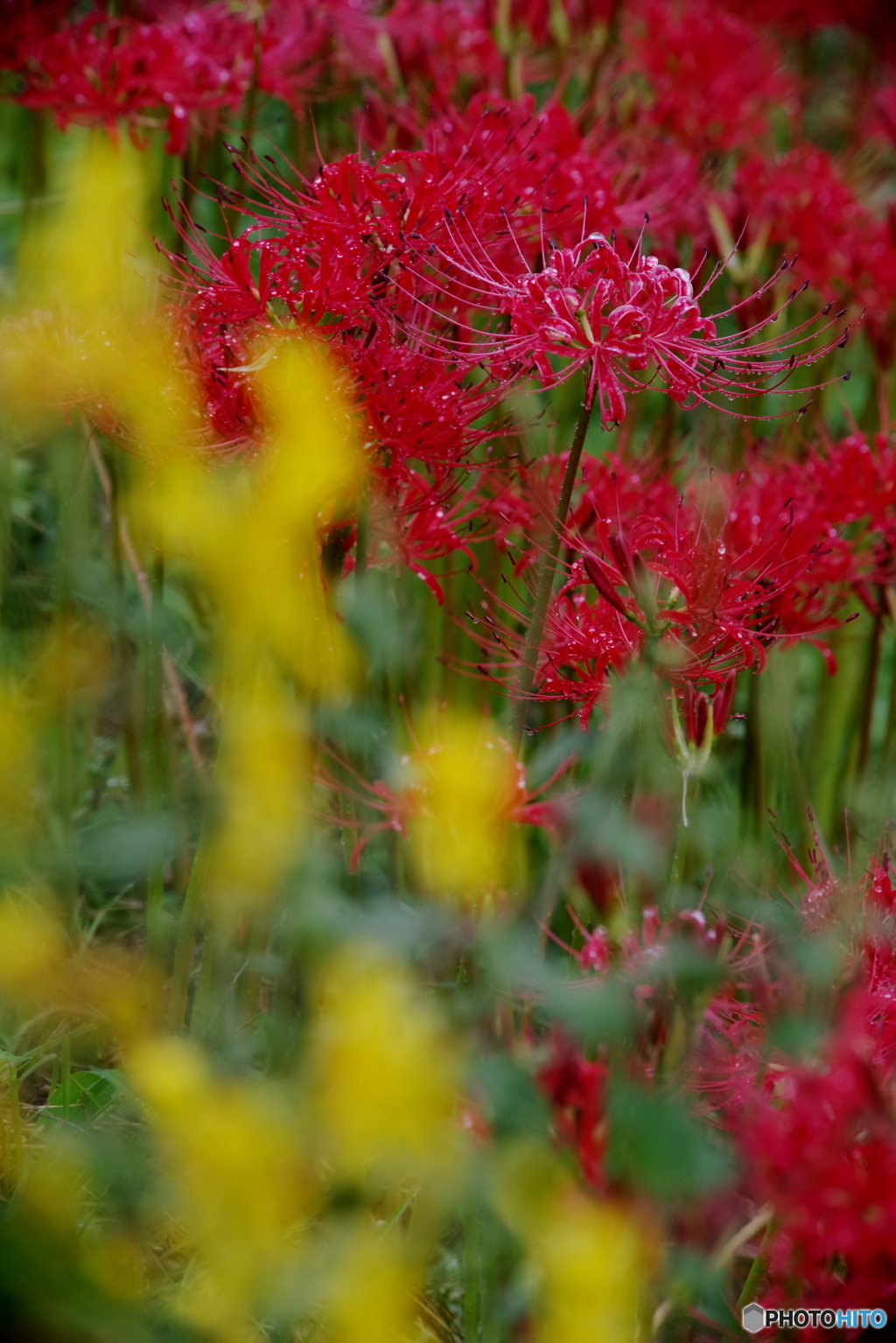 信号色（赤・青・黄色）
