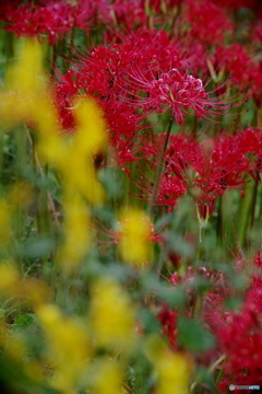 信号色（赤・青・黄色）