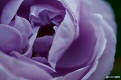 たまにはマクロで    1