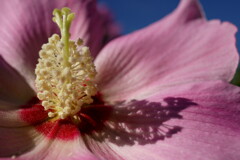 夏の点描　影①