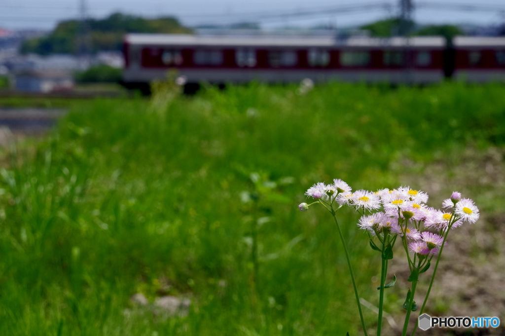 畦の花