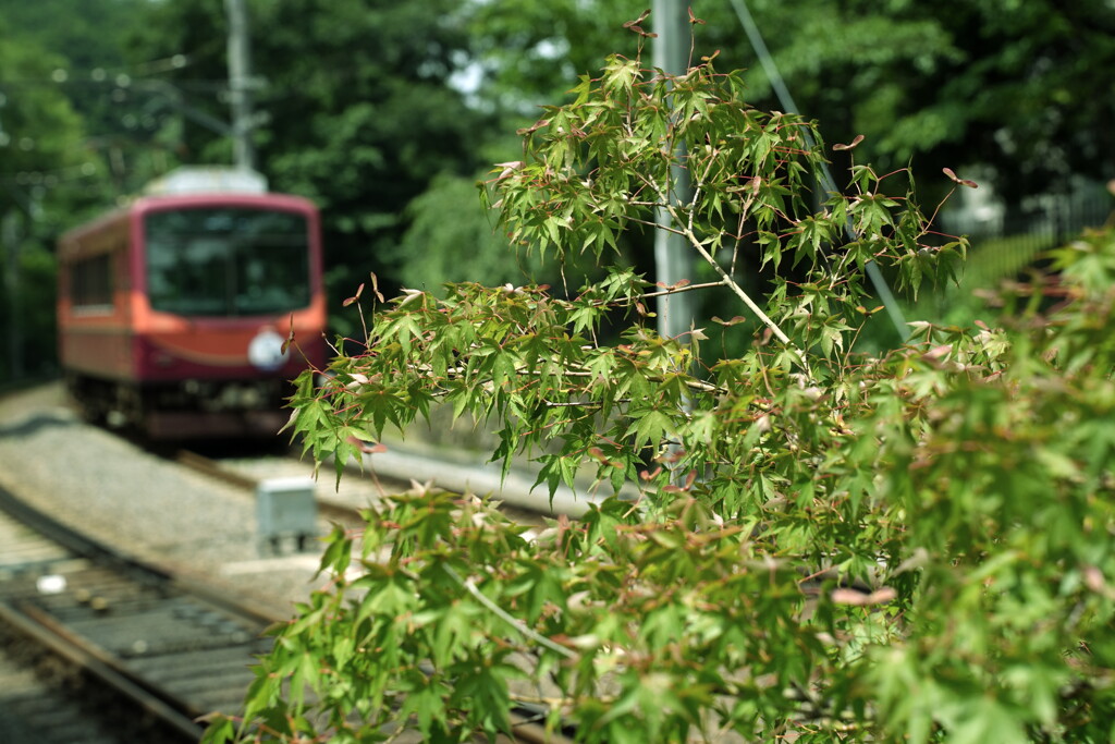 青モミジと赤電車