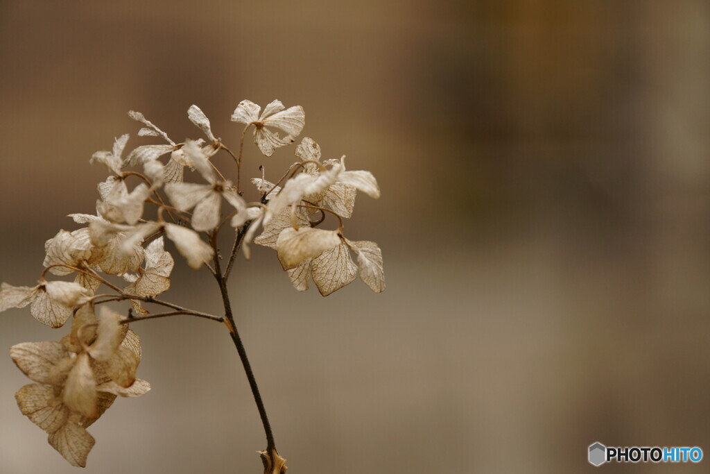 冬の紫陽花  その2